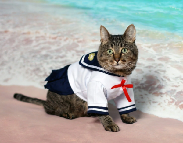 Baju kucing dengan motif nautikal